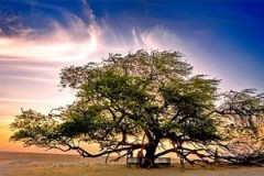 Мескитовое дерево как дополнительный источник сырья для биотоплива