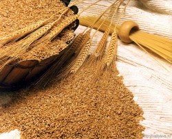 «Агробио 21» запустит в Пензенской области комплекс по глубокой переработке пшеницы