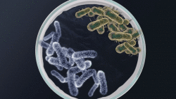 Российские биотехнологи заставили одни бактерии сражаться с другими