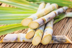 Австралийские ученые пытаются получить биотопливо из сахарного тростника