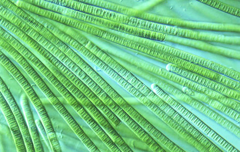 Реферат: Сине-зеленые водоросли