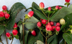 НОВЫЙ СПОСОБ ПОЛУЧЕНИЯ ЭКСТРАКТА ИЗ ЛИСТЬЕВ БРУСНИКИ НАШЛИ УЧЕНЫЕ СПБГУ