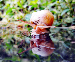 ЭКОЛОГИЮ РЕК НАУЧИЛИСЬ ОЦЕНИВАТЬ ПО УЛИТКАМ