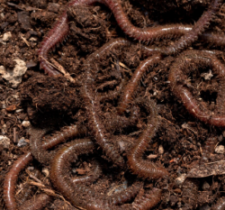 МИКРОПЛАСТИК ПОВЛИЯЛ НА ПИЩЕВЫЕ ПРИСТРАСТИЯ КРУГЛЫХ ЧЕРВЕЙ