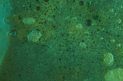 В ИТМО СОЗДАЛИ НОВЫЙ МЕТОД ПОДСЧЕТА КЛЕТОК НА СНИМКАХ МИКРОВОДОРОСЛЕЙ