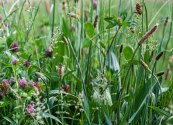 СОРНЯКИ КАК ИСТОЧНИК БИОТОПЛИВА