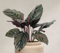 В МИЧУРИНСКЕ РАЗРАБОТАЮТ АДАПТИРОВАННЫЕ К КЛИМАТУ РФ СОРТА ДЕКОРАТИВНЫХ РАСТЕНИЙ