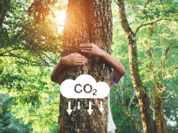 РАСТЕНИЯ ПОГЛОЩАЮТ БОЛЬШЕ УГЛЕКИСЛОГО ГАЗА. ОДНАКО В ОКЕАНАХ СИТУАЦИЯ ИНАЯ