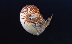 ДРЕВНИЕ ГОЛОВОНОГИЕ МОЛЛЮСКИ ПОМОГЛИ РАСКРЫТЬ НЕОЖИДАННУЮ СИСТЕМУ ПОЛОВЫХ ХРОМОСОМ