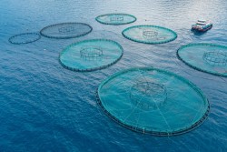 В РФ ДЛЯ АКВАКУЛЬТУРЫ РАЗРАБАТЫВАЮТ ДНК-ВАКЦИНЫ И УСТАНОВКИ ПО УЛУЧШЕНИЮ КАЧЕСТВА ВОДЫ