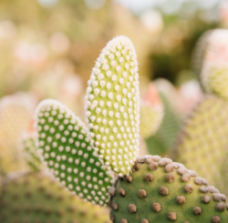 МИНСЕЛЬХОЗ ПРОТИВ СКРЕЩИВАНИЯ ПШЕНИЦЫ С КАКТУСОМ ДЛЯ УСТОЙЧИВОСТИ К ЗАСУХЕ