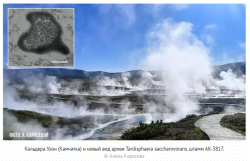 УЧЕНЫЕ ВЫРАСТИЛИ АРХЕЙ, ДАВНО СЧИТАЮЩИХСЯ НЕКУЛЬТИВИРУЕМЫМИ