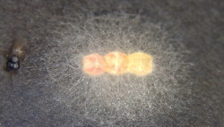 КЛОПЫ ПРИКРЫВАЮТ СВОИ ЯЙЦА ОТ ПАРАЗИТОВ КОРДИЦЕПСОВОЙ ПЛЕСЕНЬЮ.