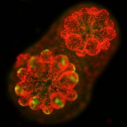 КАК ВОДОРОСЛИ ПОМОГАЮТ КОРАЛЛАМ ВОССТАНОВИТЬСЯ ПОСЛЕ ОБЕСЦВЕЧИВАНИЯ