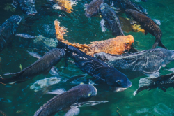 ЕВРОПЕЙСКАЯ АКВАКУЛЬТУРА ПЛАТИТ ЭКОЛОГИЧЕСКУЮ ЦЕНУ ЗА ОТКАЗ ОТ МОРСКИХ ИНГРЕДИЕНТОВ