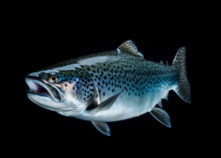 ПОВЫШЕННОЕ СОДЕРЖАНИЕ ОМЕГА-3 В КОРМАХ УВЕЛИЧИВАЕТ УРОВЕНЬ ЖИРНЫХ КИСЛОТ В ФИЛЕ РАДУЖНОЙ ФОРЕЛИ, НО НЕ УЛУЧШАЕТ ПРОИЗВОДСТВЕННЫЕ ПОКАЗАТЕЛИ