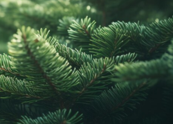 В ТГУ РАЗРАБОТАНА КОРМОВАЯ ДОБАВКА ДЛЯ СКОТА НА ОСНОВЕ ФЕРМЕНТИРОВАННОЙ ХВОИ