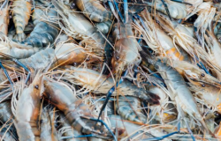 КРЕВЕТОЧНЫЕ ПАНЦИРИ ПРЕВРАТИЛИ В АНТИБАКТЕРИАЛЬНЫЕ СТРОИТЕЛЬНЫЕ ПАНЕЛИ