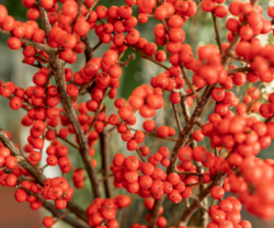 В СИБИРИ РАЗРАБОТАЛИ НАТУРАЛЬНЫЕ КРАСИТЕЛИ НА ОСНОВЕ ЯГОД РЯБИНЫ И ПИХТЫ