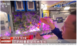 КИТАЙСКИЕ КОСМОНАВТЫ СОБРАЛИ НА ОРБИТЕ УРОЖАЙ ПОМИДОРОВ