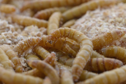 УЧЕНЫЕ В США ПРЕДЛОЖИЛИ ВАКЦИНИРОВАТЬ КУР ОТ ГРИППА ПТИЦ С ПОМОЩЬЮ МУЧНЫХ ЧЕРВЕЙ