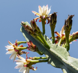 КАКТУСЫ СОЗДАЮТ НОВЫЕ ВИДЫ С УДИВИТЕЛЬНОЙ СКОРОСТЬЮ