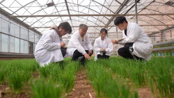 КИТАЙСКИЕ УЧЁНЫЕ ПРИБЛИЖАЮТСЯ К СОЗДАНИЮ МНОГОЛЕТНИХ СОРТОВ РИСА