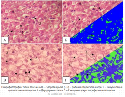 ПО ПЕЧЕНИ РЫБ УДАЛОСЬ ОТСЛЕДИТЬ ЗАГРЯЗНЕНИЕ ЛАДОЖСКОГО ОЗЕРА