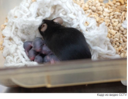 ПРЕДЕЛЫ КЛОНИРОВАНИЯ