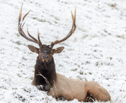 УЧЕНЫЕ СПБ ФИЦ РАН ВПЕРВЫЕ ОБОБЩИЛИ ВЕКОВОЙ ОПЫТ НАУЧНОЙ СЕЛЕКЦИИ СЕВЕРНЫХ ОЛЕНЕЙ В РОССИИ