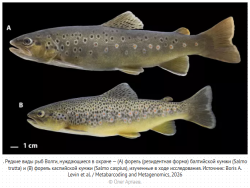 УЧЕНЫЕ СОСТАВИЛИ БИБЛИОТЕКУ ДНК-ШТРИХКОДОВ ДЛЯ РЫБ БАССЕЙНА ВОЛГИ И ОБНАРУЖИЛИ НОВЫЕ ВИДЫ