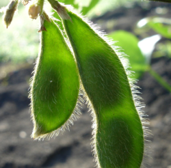 АМУРСКИЕ УЧЕНЫЕ ВЫВЕЛИ ДВА НОВЫХ СОРТА СОИ С ВЫСОКИМ СОДЕРЖАНИЕМ БЕЛКА