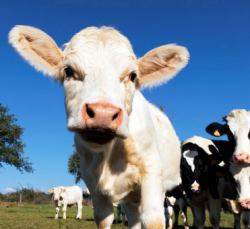 МЕТАБОЛИЧЕСКОЕ ПРОГРАММИРОВАНИЕ ТЕЛЯТ ПОВЫШАЕТ ЗДОРОВЬЕ СТАДА И ПРОДУКТИВНОСТЬ МОЛОЧНОГО ЖИВОТНОВОДСТВА