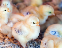 ИИ-ТЕХНОЛОГИИ ПОВЫСЯТ ПРОДУКТИВНОСТЬ ПТИЦЕВОДСТВА ЧЕРЕЗ ГЕНЕТИЧЕСКИЕ ИССЛЕДОВАНИЯ