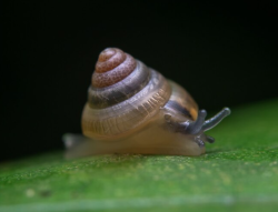 ПОЛУЧЕННОЕ ИЗ УЛИТОК СОЕДИНЕНИЕ МОЖЕТ СТАТЬ БЕЗОПАСНОЙ АЛЬТЕРНАТИВОЙ ГЕПАРИНУ