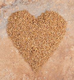 В ЧЕЛЯБИНСКОЙ ОБЛАСТИ ОТКРЫЛИ ПРИНЦИПИАЛЬНО НОВЫЙ МЕТОД ОБЕЗЗАРАЖИВАНИЯ ЗЕРНА