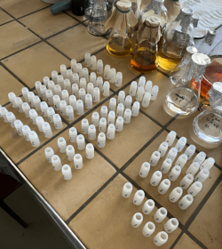 РОССИЙСКИЕ УЧЕНЫЕ ПОЛУЧИЛИ СТАБИЛЬНЫЙ ФЕРМЕНТНЫЙ ПРЕПАРАТ ДЛЯ ПРИМЕНЕНИЯ В СЕЛЬСКОМ ХОЗЯЙСТВЕ