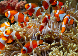 МУТИРОВАВШАЯ РЫБА-КЛОУН ПОКАЗЫВАЕТ, КАК ПРИРОДА СОЗДАЕТ ЗАКОНОМЕРНОСТИ