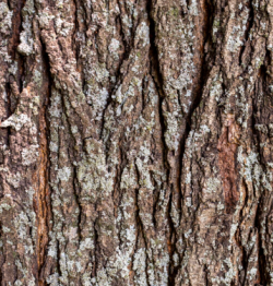 УЧЕНЫЕ ПЕРМСКОГО ПОЛИТЕХА РАЗРАБОТАЛИ НОВЫЙ МЕТОД ПЕРЕРАБОТКИ КОРОДРЕВЕСНЫХ ОТХОДОВ В СОРБЕНТЫ