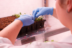 РНФ ПОДВЕЛ ИТОГИ КОНКУРСА ПО ОТБОРУ ТЕХНОЛОГИЧЕСКИХ ПРЕДЛОЖЕНИЙ ПО НАПРАВЛЕНИЮ «БИОЭКОНОМИКА»