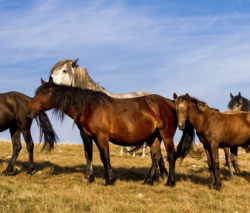 ЦИФРОВУЮ ПЛАТФОРМУ ДЛЯ ГЕНОМНОЙ СЕЛЕКЦИИ ЛОШАДЕЙ СОЗДАЮТ В РОССИИ
