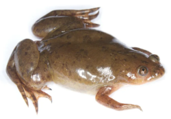 БИОРОБОТЫ ПОЛУЧИЛИ НЕРВНУЮ СИСТЕМУ И ИЗМЕНИЛИ ПОВЕДЕНИЕ