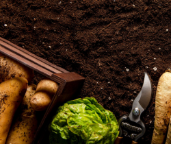 БИОТЕХНОЛОГИ НАУЧИЛИСЬ ВЫРАЩИВАТЬ ЕДУ ИЗ ПЫЛИ И МИКРОБОВ «НА МАРСЕ»