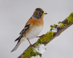 СОЦИАЛЬНАЯ БЛИЗОСТЬ СПОСОБСТВУЕТ ОБМЕНУ КИШЕЧНЫМИ БАКТЕРИЯМИ