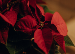 ХИМИКИ ТПУ ПРЕДЛОЖИЛИ СПОСОБ ЗАЩИТЫ «РОЖДЕСТВЕНСКОЙ ЗВЕЗДЫ» ОТ БОЛЕЗНЕЙ