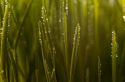 РАЗРАБОТАН ВЫСОКОТОЧНЫЙ ИЗМЕРИТЕЛЬ ВЛАГИ В ЗЕРНЕ