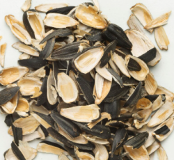 АККУМУЛЯТОРЫ ИЗ СКОРЛУПЫ: НОВОЕ ПРИМЕНЕНИЕ СЕМЯН ПОДСОЛНЕЧНИКА