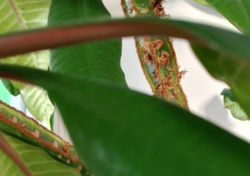 УЧЕНЫЕ ПНИПУ И ПГАТУ РАЗРАБОТАЛИ СИСТЕМУ, КОТОРАЯ РАСПОЗНАЕТ БОЛЕЗНИ РАСТЕНИЙ С ТОЧНОСТЬЮ ДО 90%