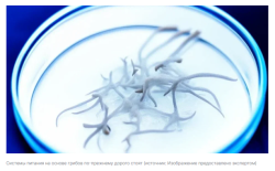 ГРИБЫ МОГУТ ПРЕВРАЩАТЬ ОТХОДЫ В ПИЩУ ДЛЯ ЛЮДЕЙ