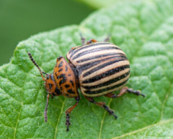 ИММУНИТЕТ КОЛОРАДСКОГО ЖУКА ТЩАТЕЛЬНО ИЗУЧАЮТ